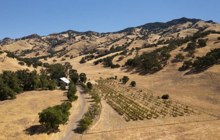 A view of a dry, yellow valley with a little grove