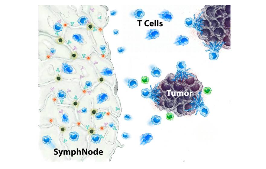 Illustration of a SymphNode interacting with T cells and a tumor