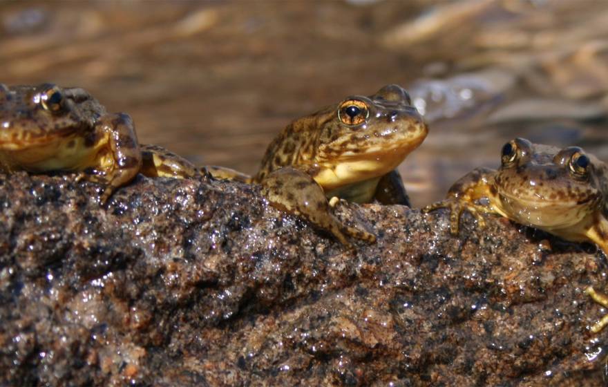 three frogs on a rock in a lake