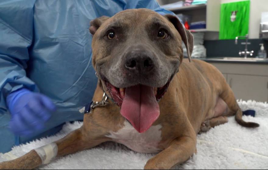 Tyson the pitbull mix at the vet, smiling