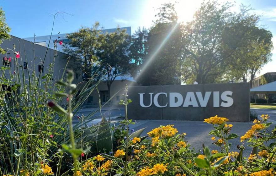 UC Davis sign on campus framed by flowers on a sunny day