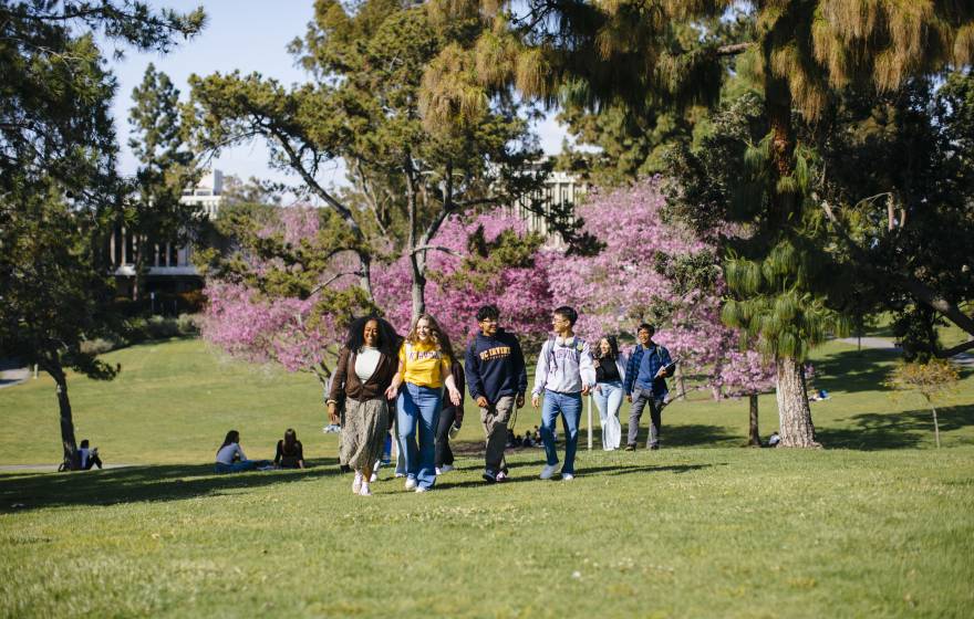 Students walk up a grassy hill with a cherry tree in blossom in the background on the UC Irvine campus