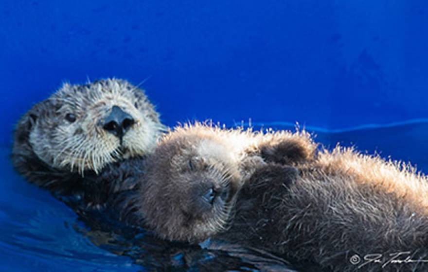 What UC Santa Cruz is learning about otters University of California