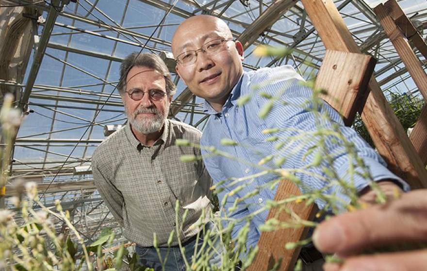 Kent Bradford, left, and Alfred Huo, seen here with a flowering lettuce plant, found that lettuce could be prevented from flowering by increasing the expression of a specific microRNA in the plants. The high levels of this microRNA prevent the plant from 