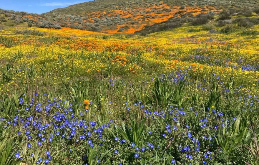 Green meadow and hillside with many colors of wildflowers