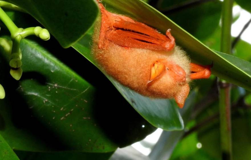 Orange bat hangs upside down from a leaf
