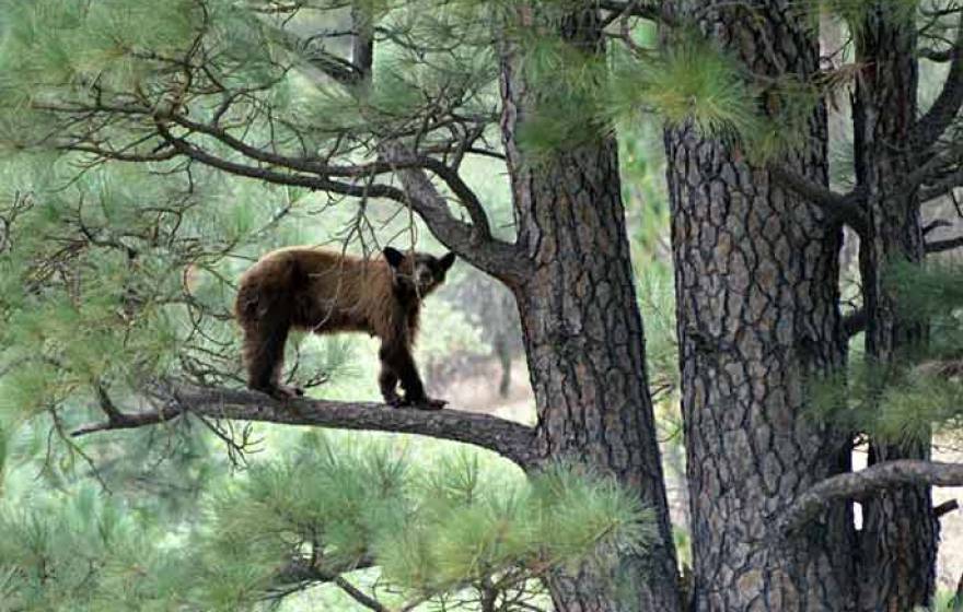 bear cub in tree
