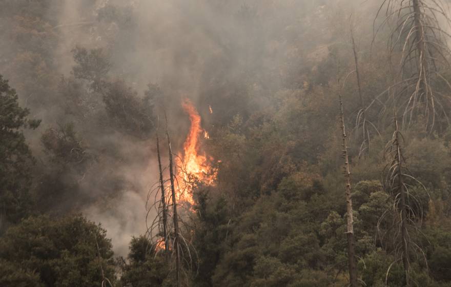 A wildfire burning in a forest in Yucaipa, California