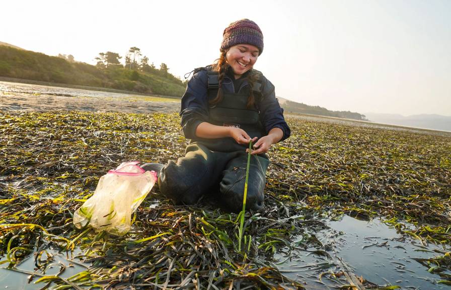 Student in long grass in water pulling out a strand of grass.