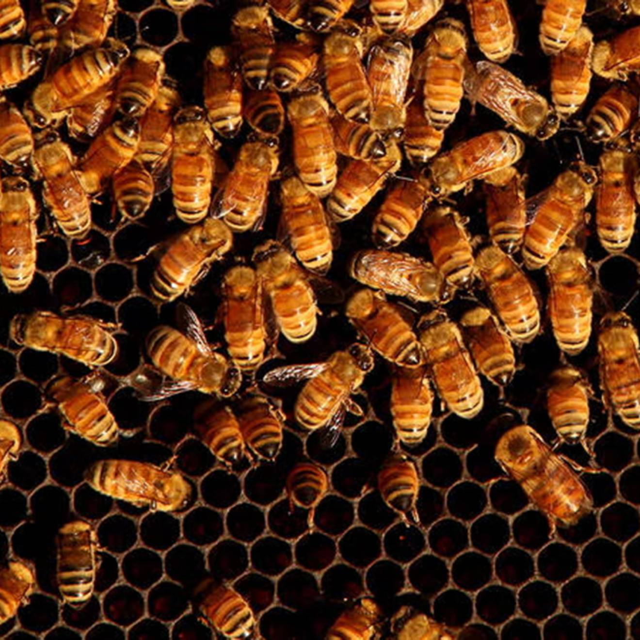 Interior view of bees in a beehive