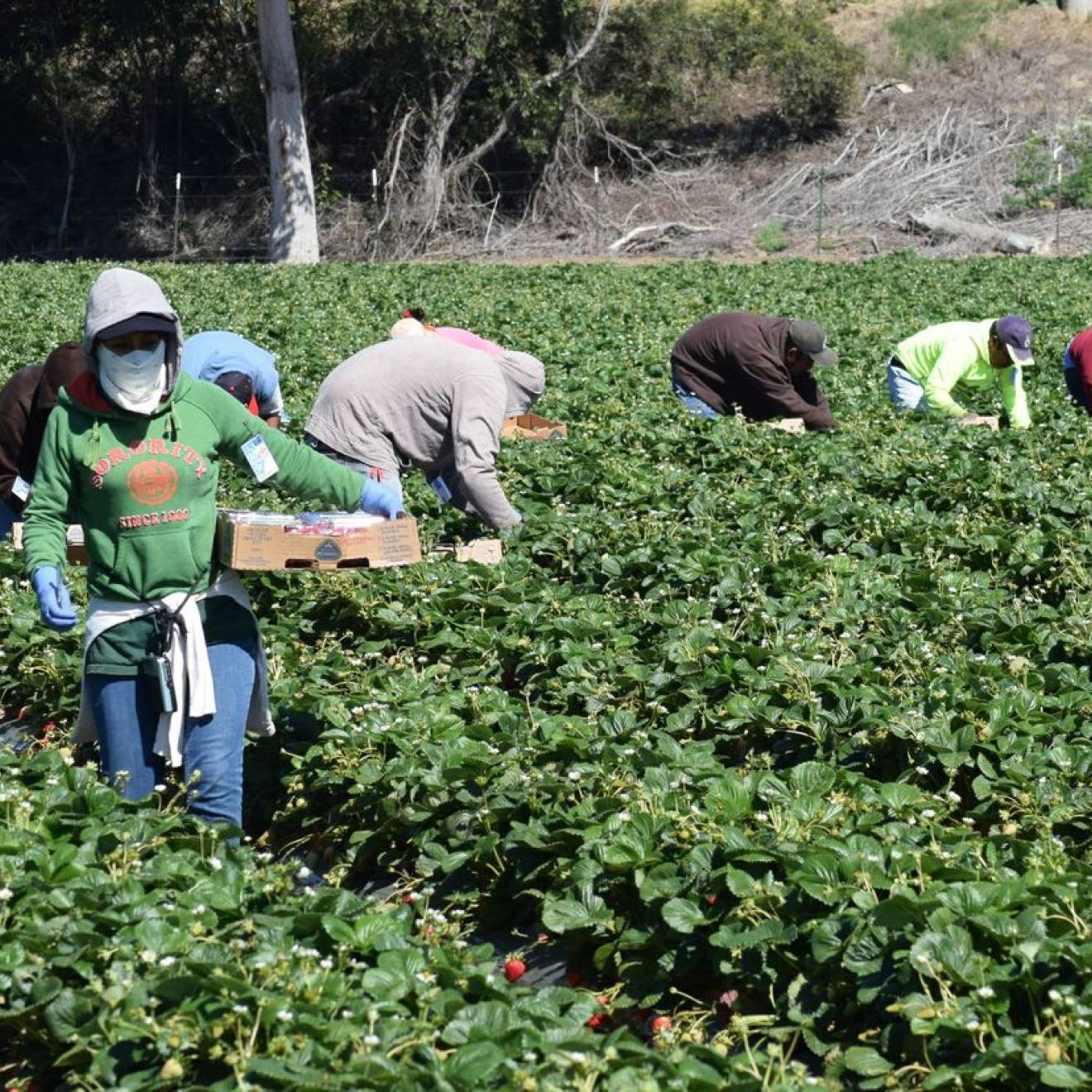 Agricultural workers in Salinas