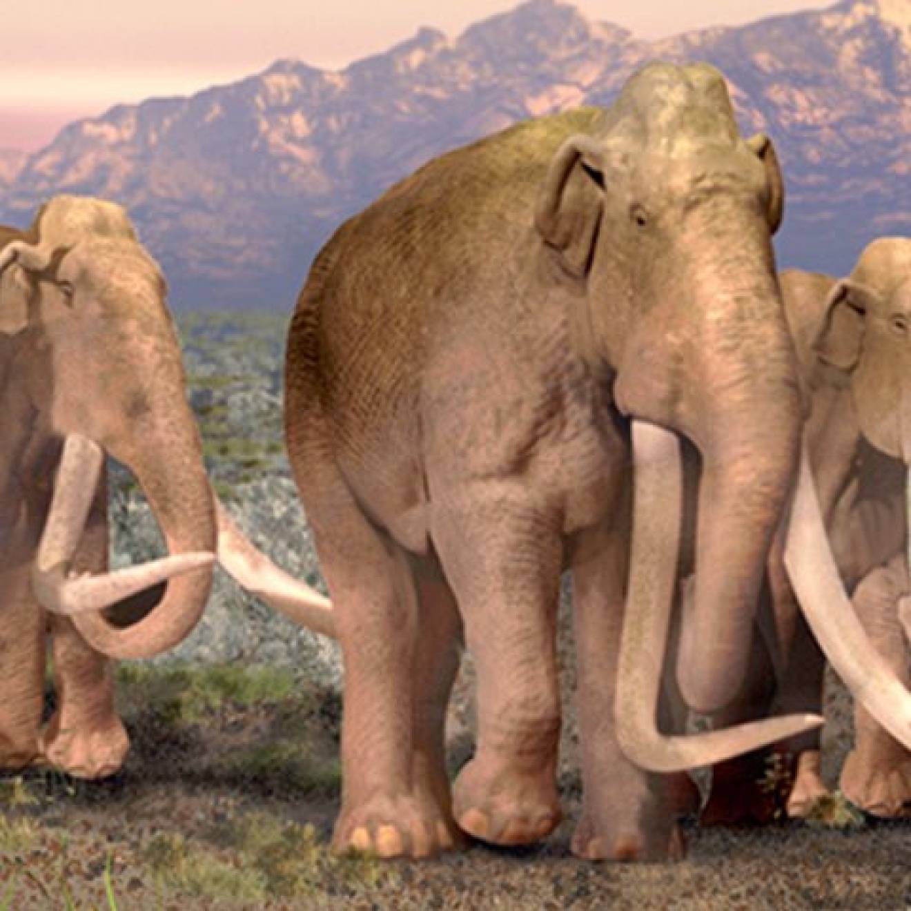 Artist's rendering of a pack of woolly mammoths walking across a scrubby landscape with mountains in the background