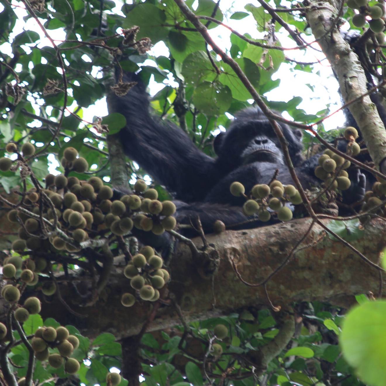 Chimpanzee drinking habits A chimpanzee in a fig tree, looking down at the camera