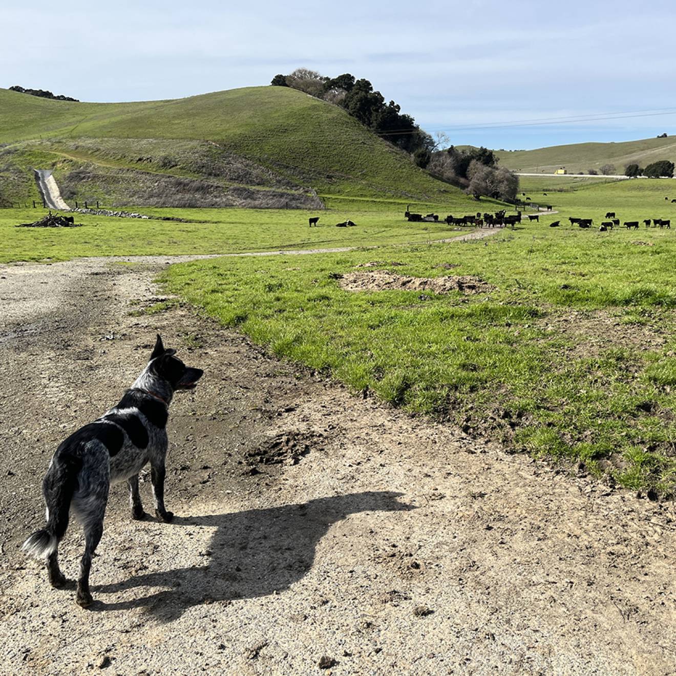 A cattle dog looks on at distant cows