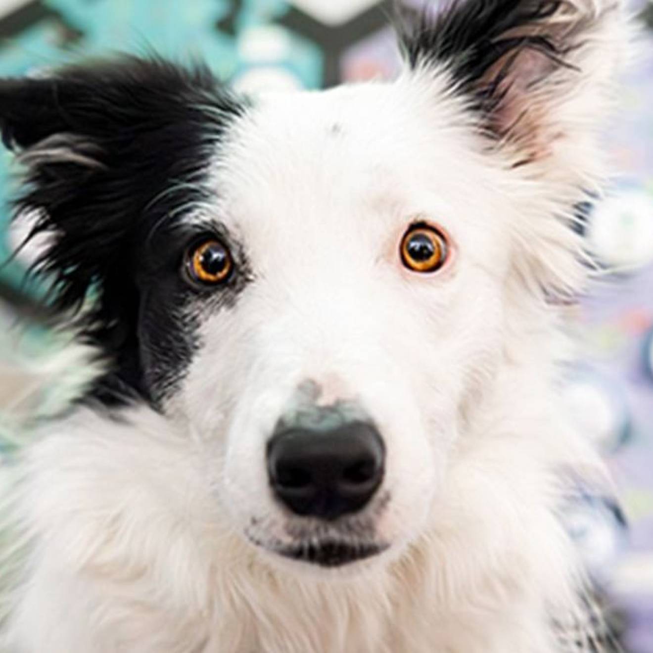 A black and white dog in front of a soundboard