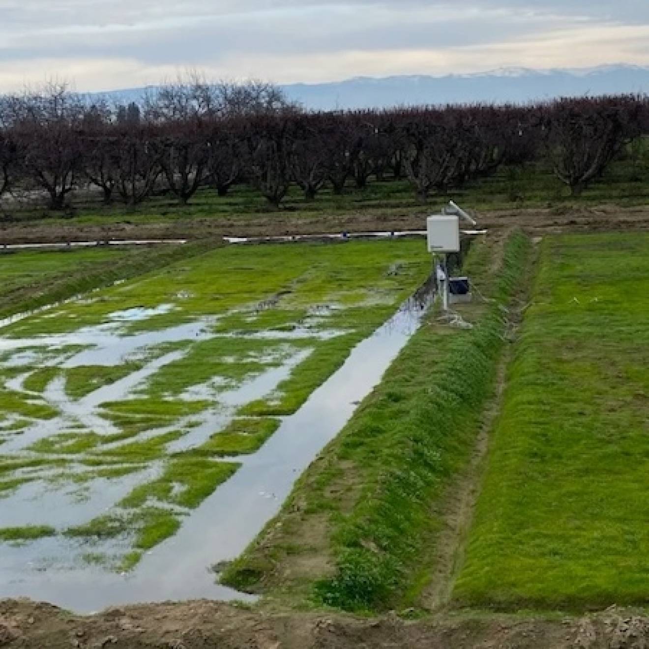 AI irrigation A field in an orchard somewhat flooded with water