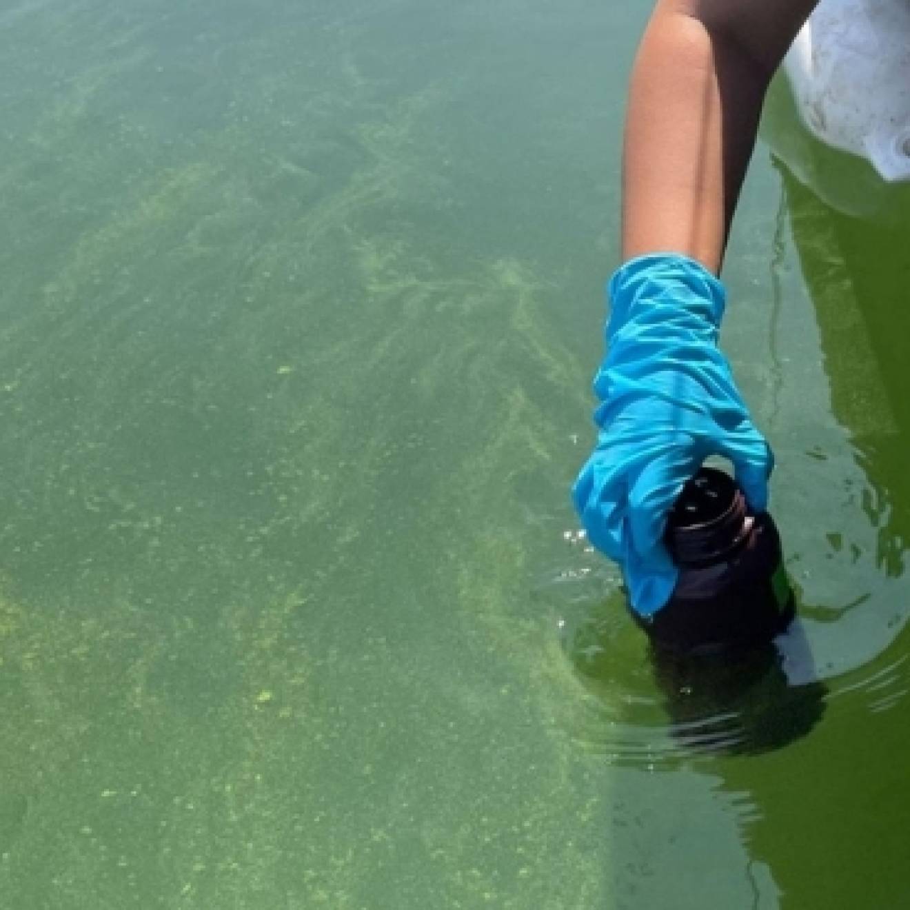combating toxic algae bloom A gloved hand reaches in to collect water from a green body of water