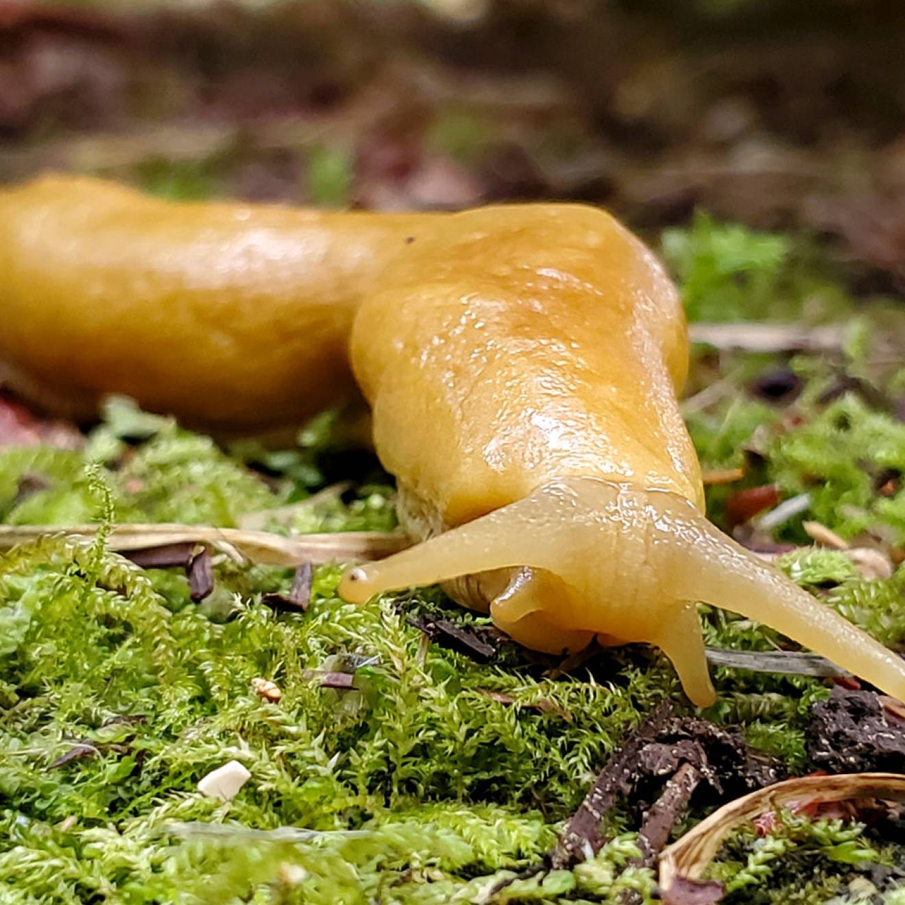 A banana slug craws toward the camera on a mossy forest floor