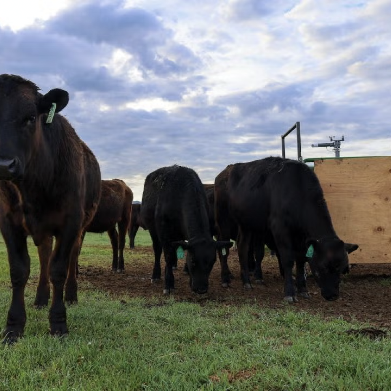 a herd of cattle in a field