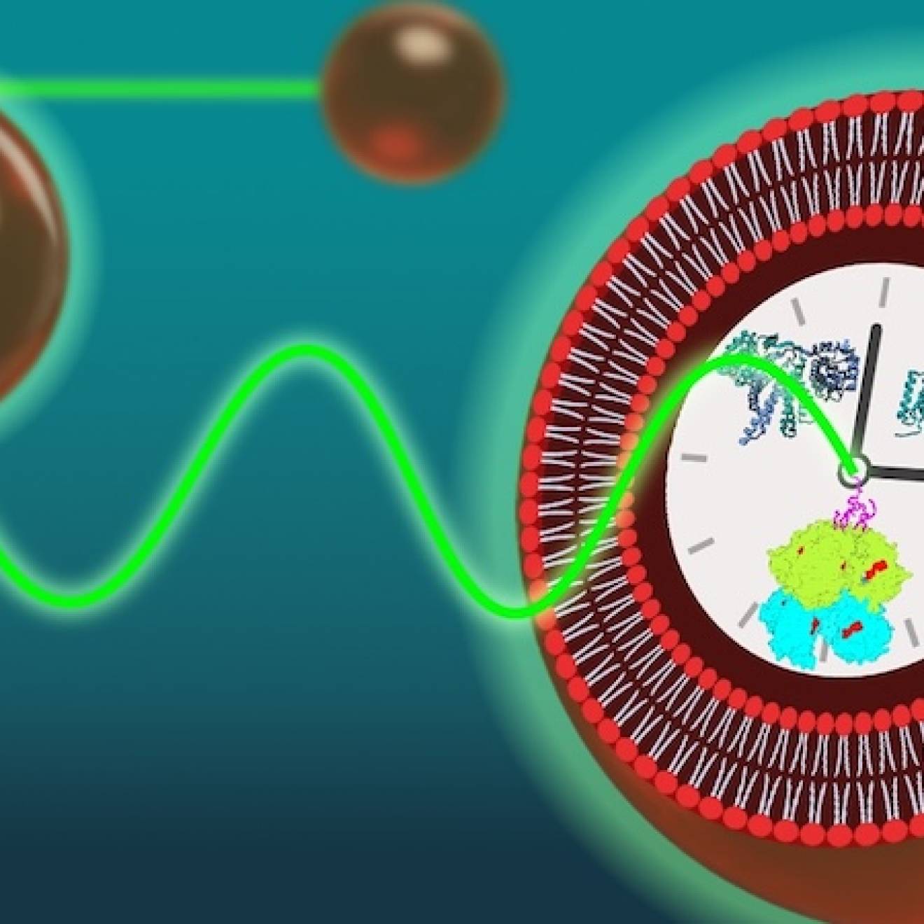 Cellular time-keeping A graphic of a cell with different squiggles and clumps inside a large clock at the center; green waves and small red orbs approach it