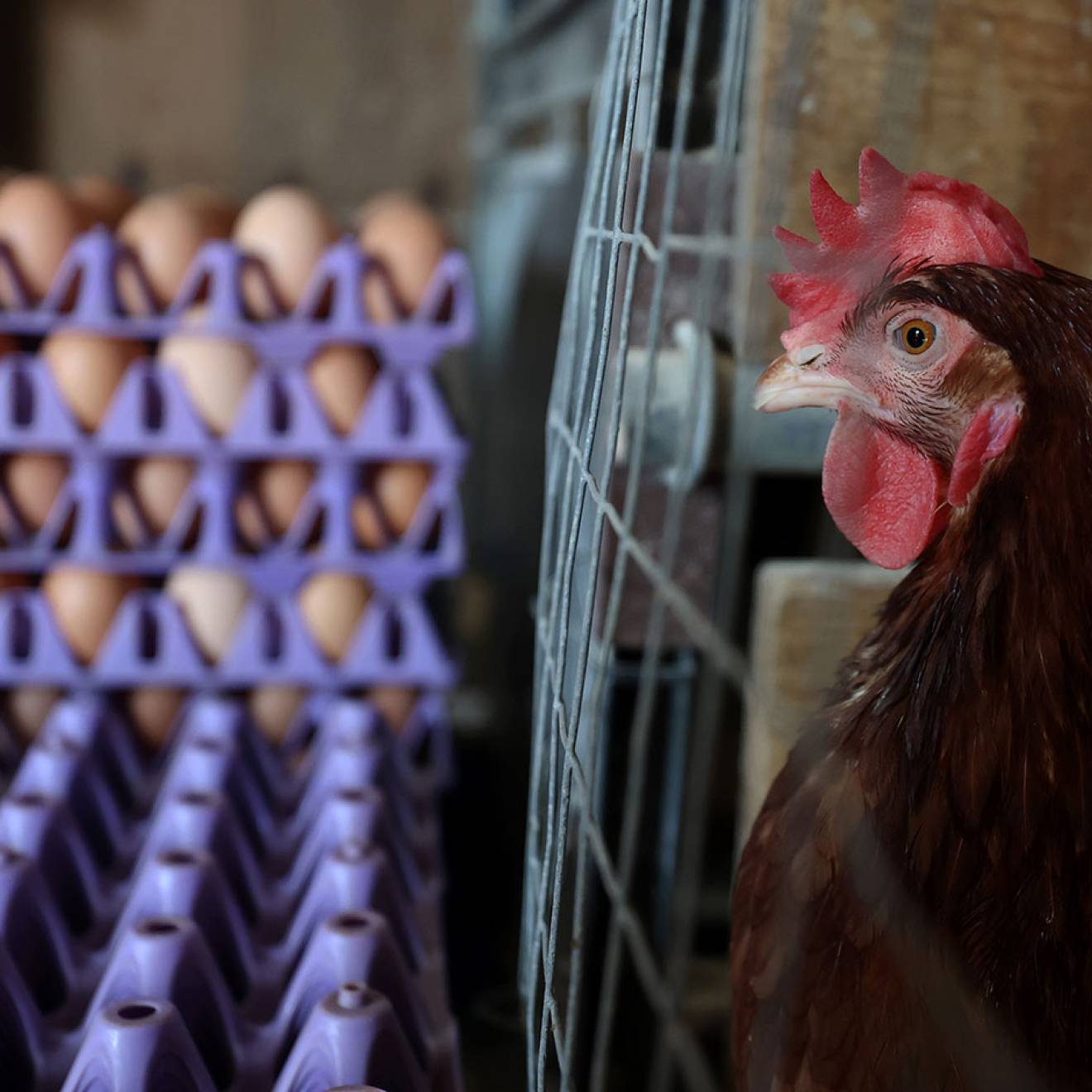 A chicken in a cage on a poultry farm, photographed in profile, next to a stack of egg crates