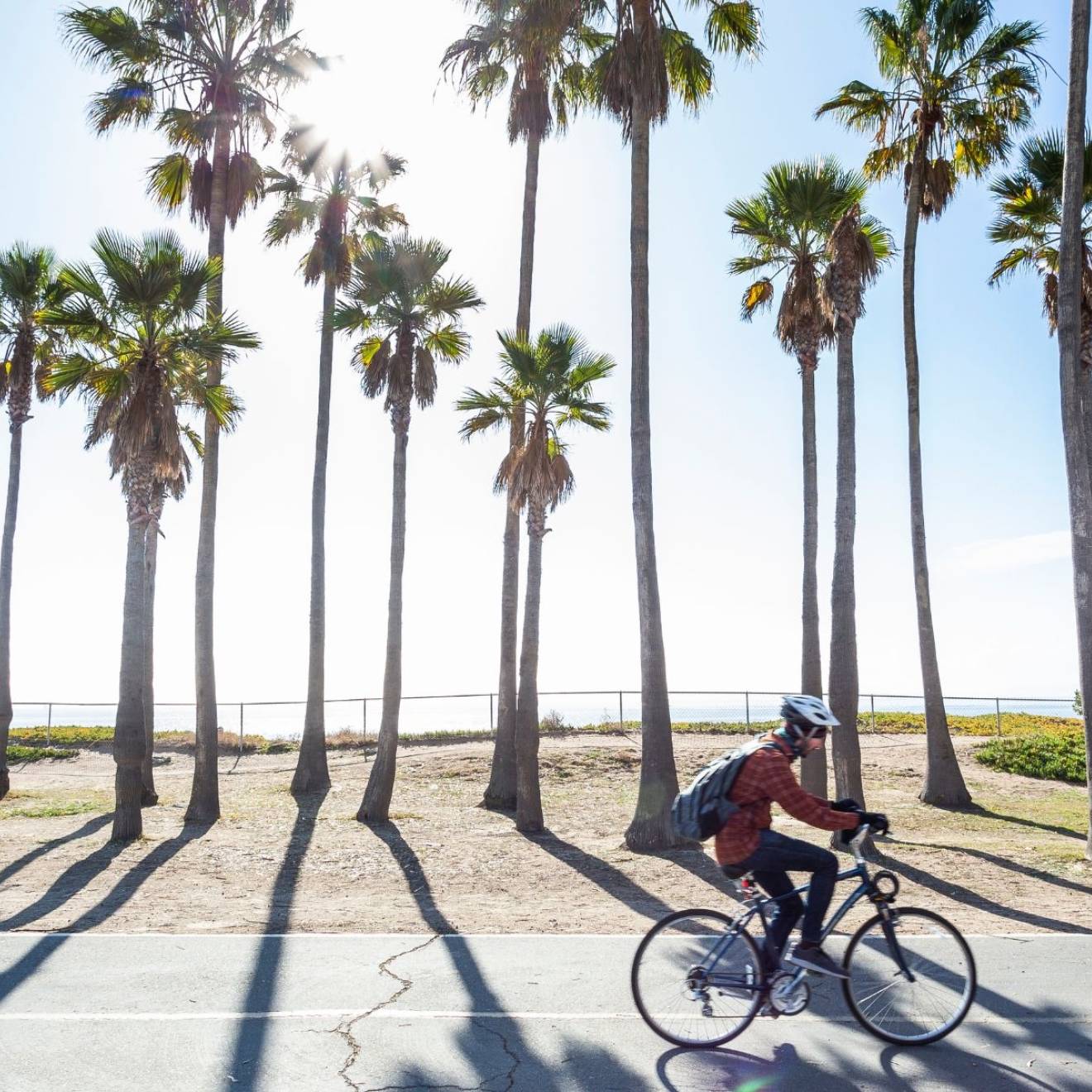 Person cycling past a stand of palm trees on a sunny day in Santa Barbara