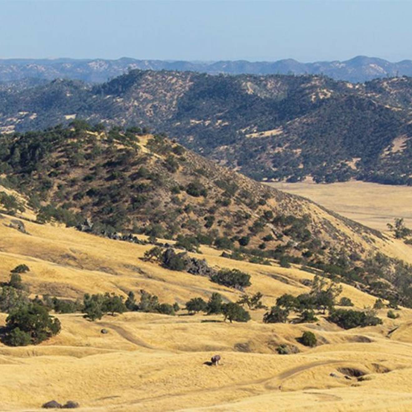 A view of yellow hills and dry trees in the Central Valley