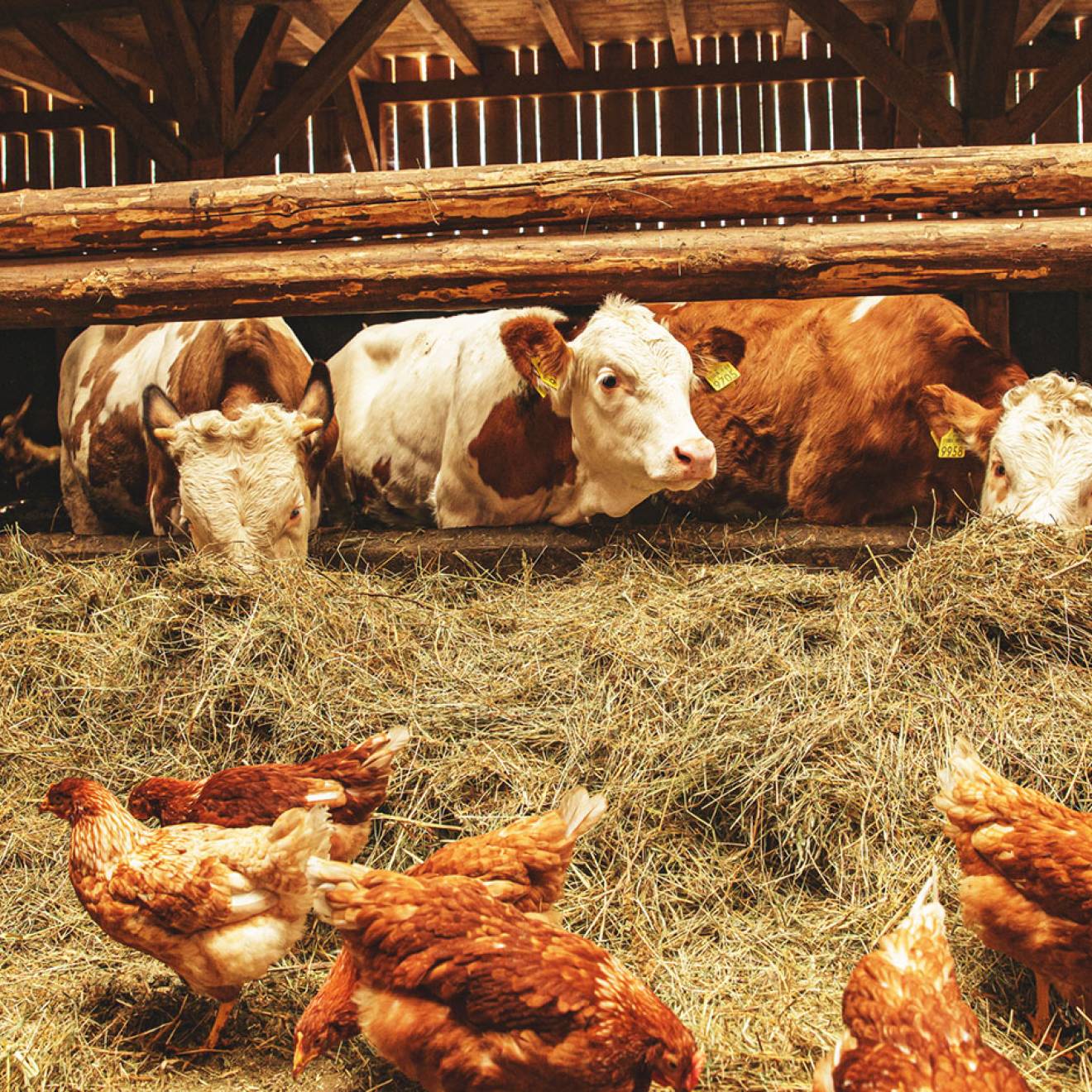 Cows and chickens in a barn