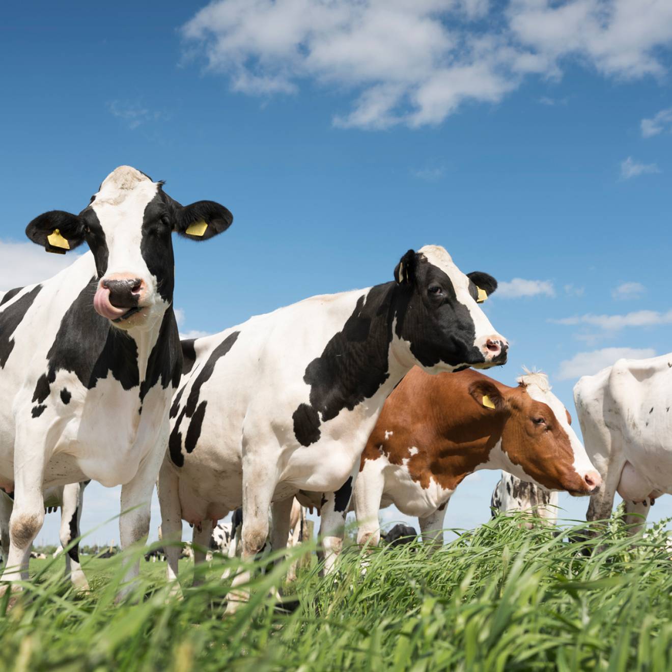 Dairy cows Dairy cows, a few black and white, one red and white, the other white, on green grass under a blue sky