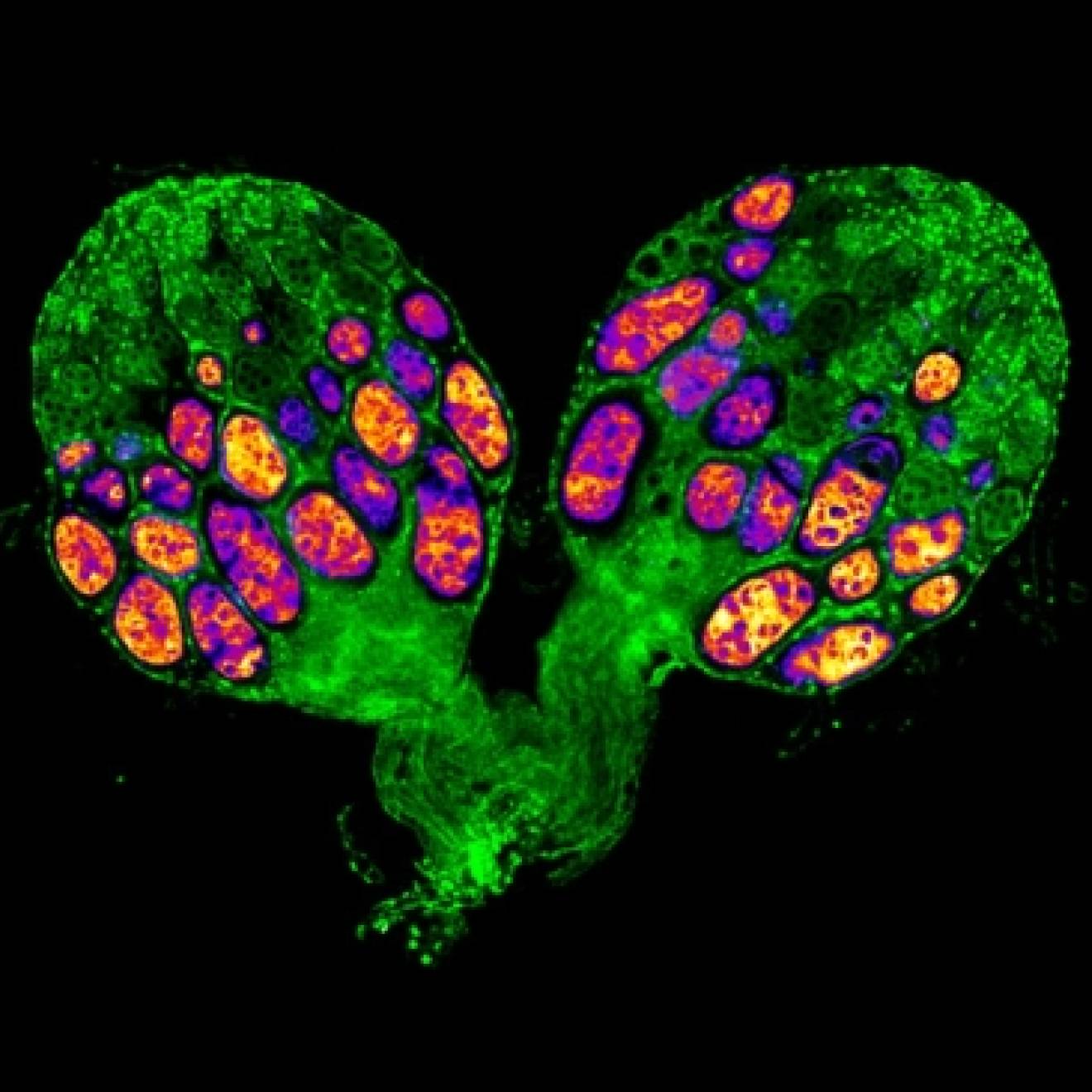 Image of an ovary from a diapausing fruit fly showing arrested egg development.