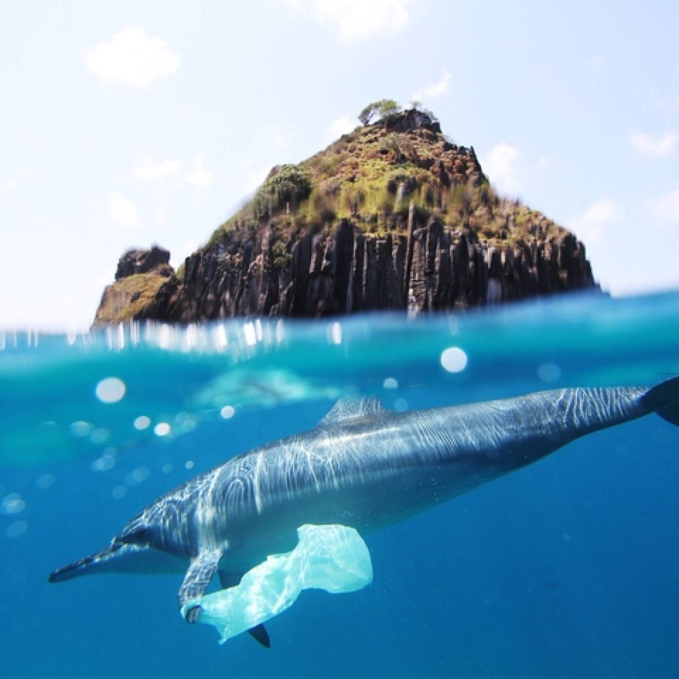 A photo shows an island on the top half, and under the water, a dolphin swimming with a bag on its fin