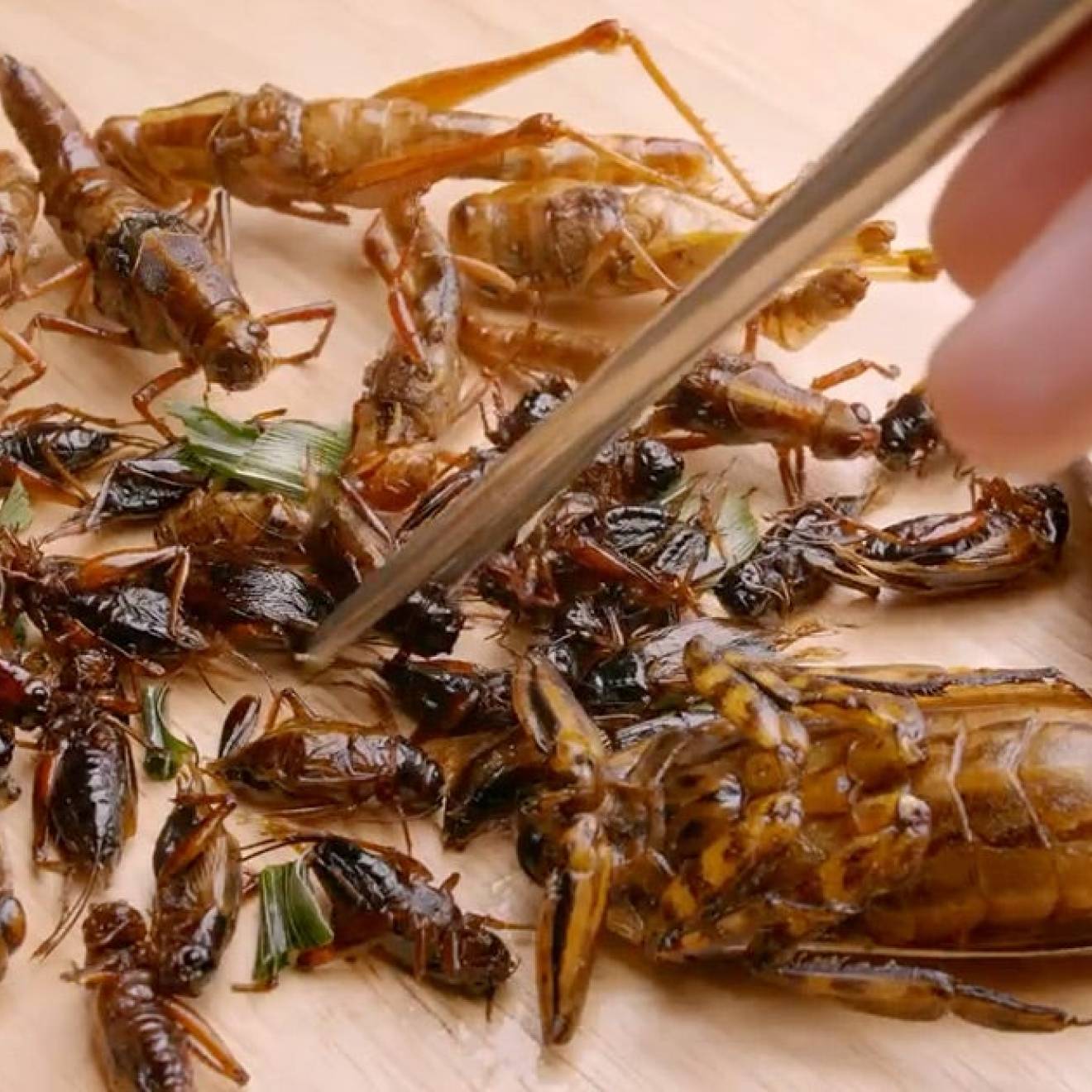 An array of dead insects next to a plate, one being grasped by a chopstick