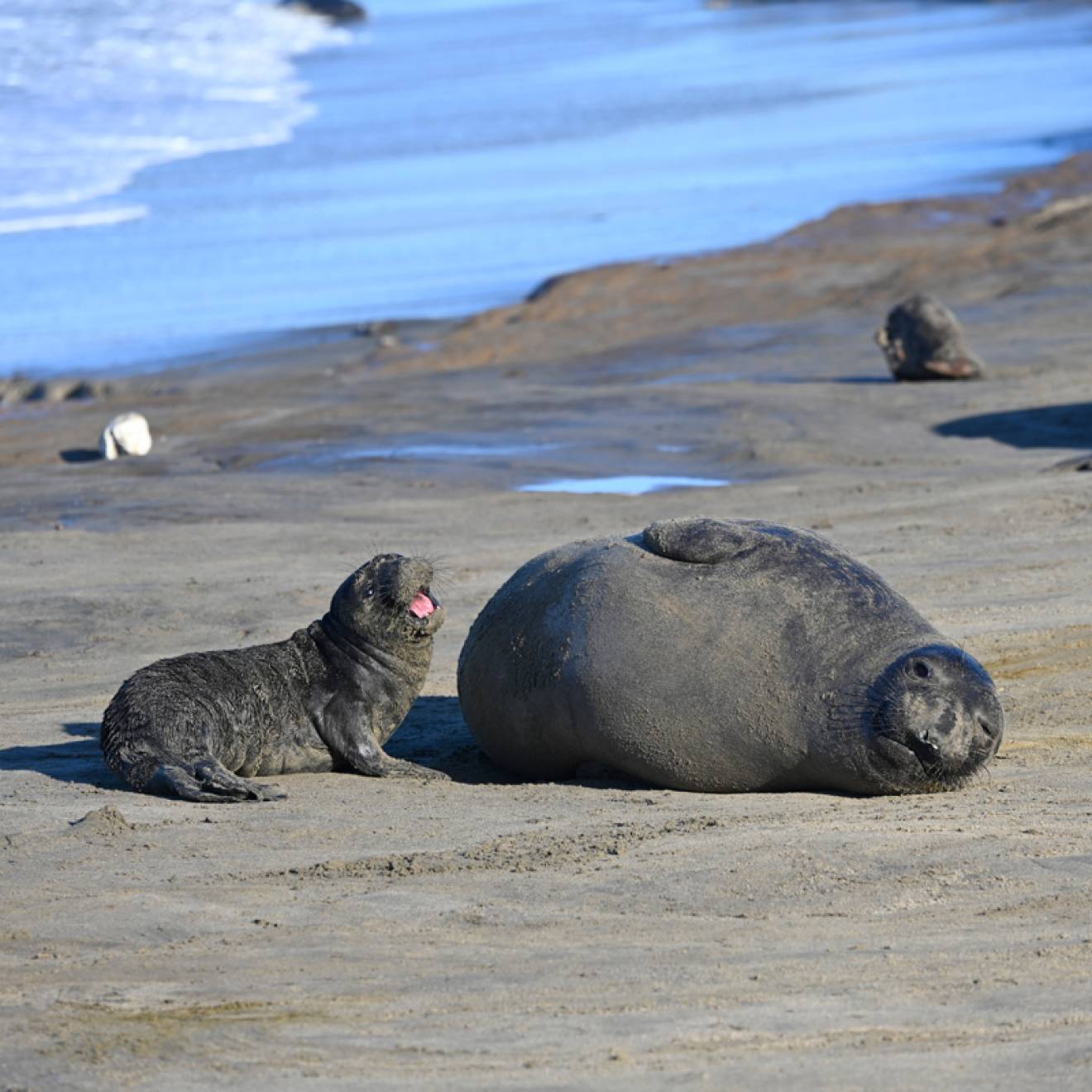 Elephant seal pup next to its mother on the beach