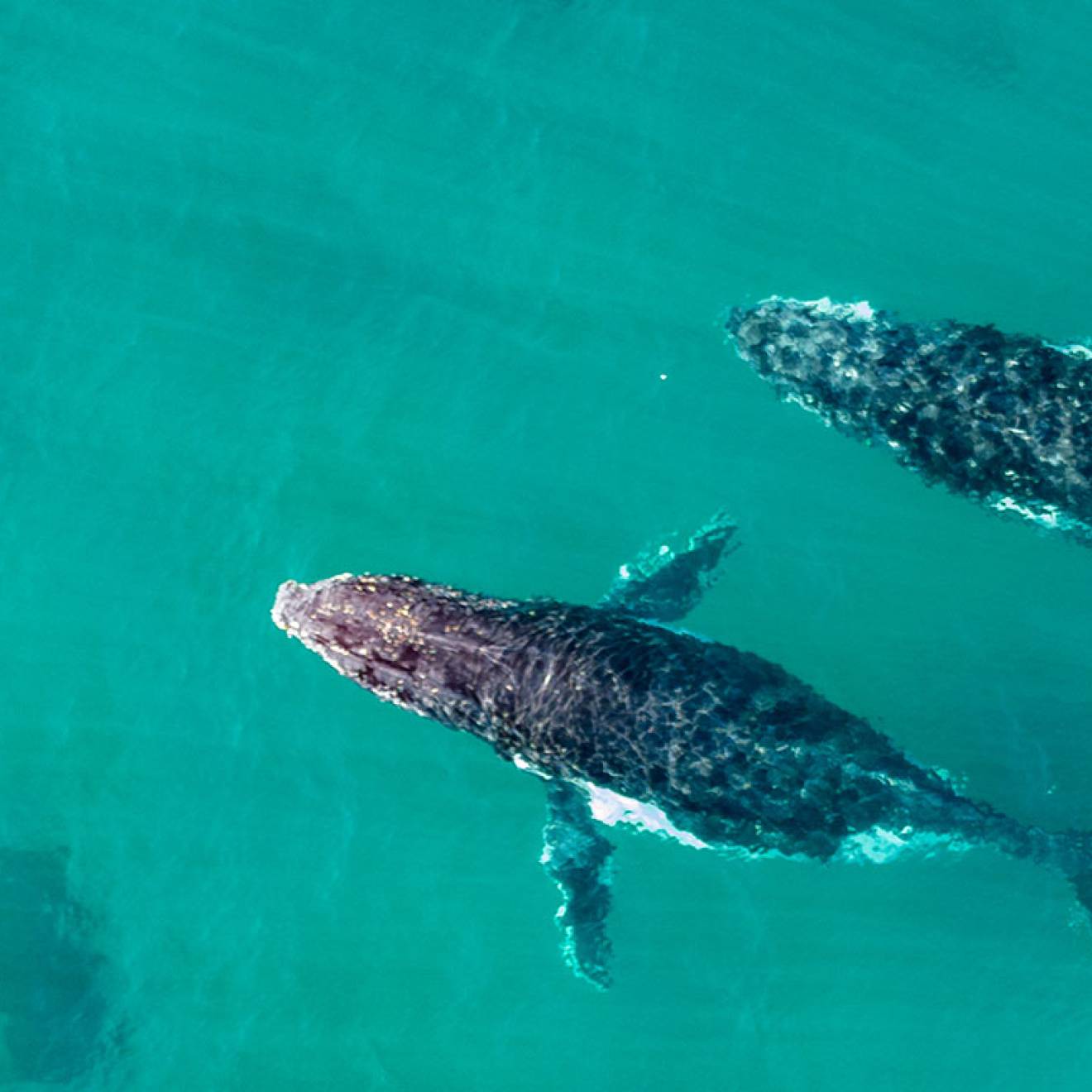 Two humpback whales swim through teal water, photographed from above