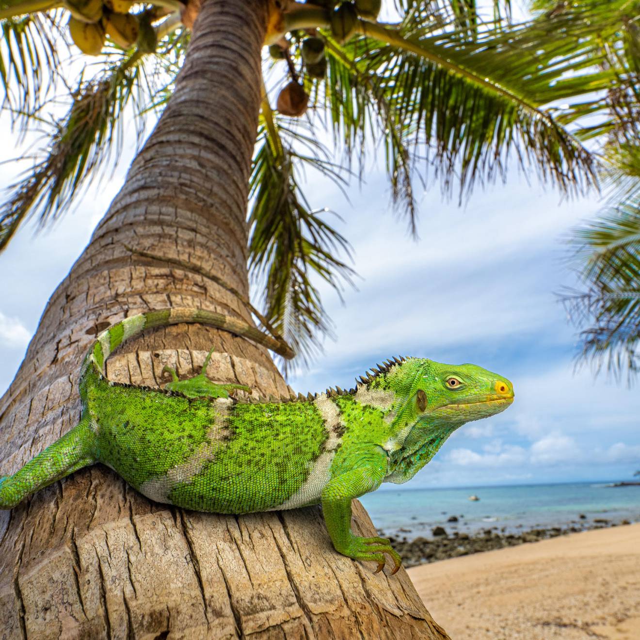 A bright iguana looking at the camera rests on a palm trunk, the ocean behind