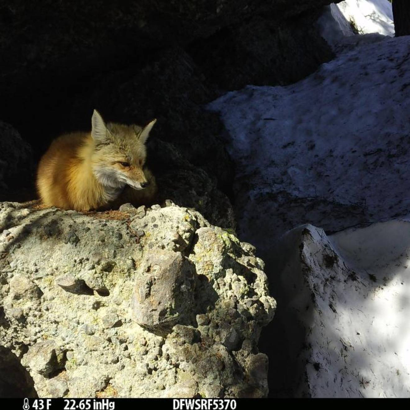 Wildlife camera footage of a red fox resting on a rock, surrounded by snow below