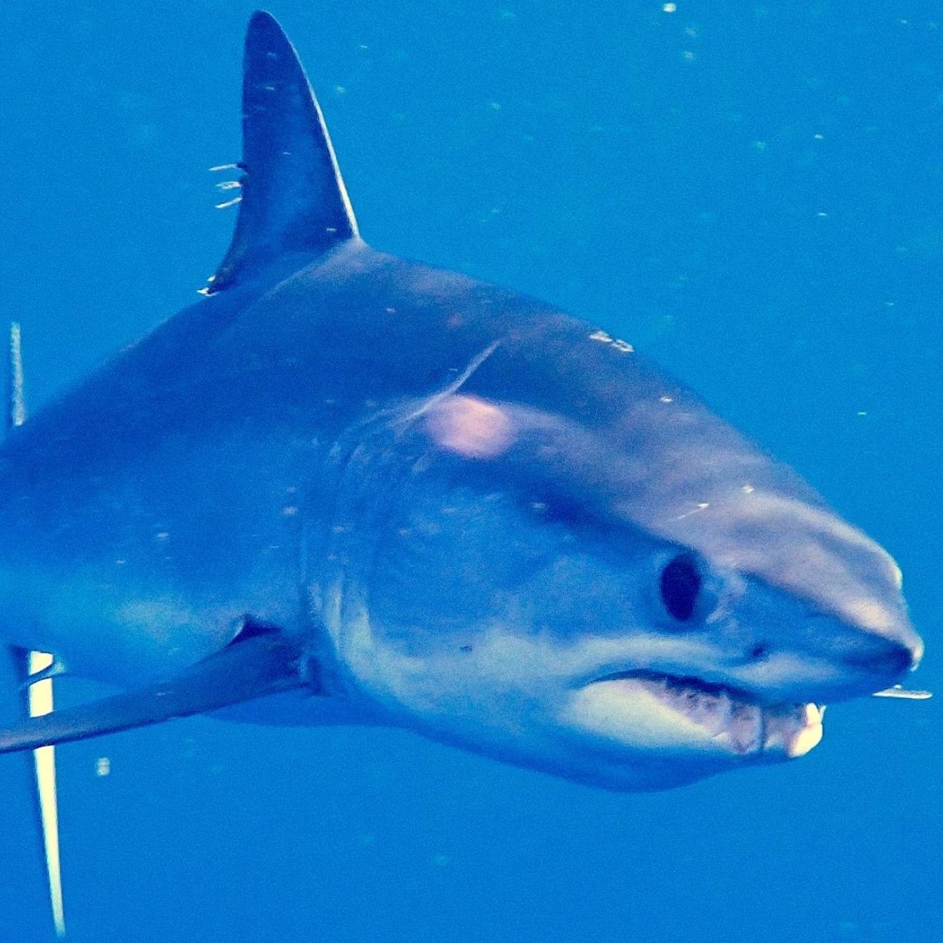 A close-up of a shortfin shark underwater