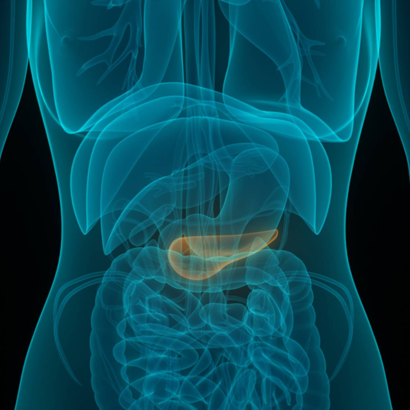 X-ray of human anatomy with pancreas highlighted