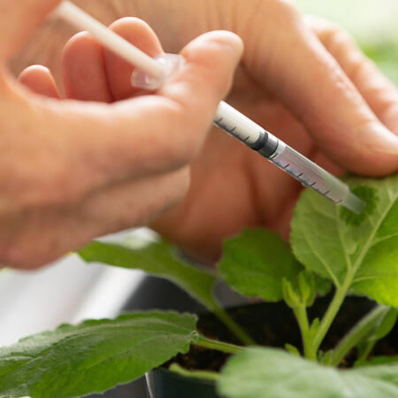 Hands injecting something into a plant leaf