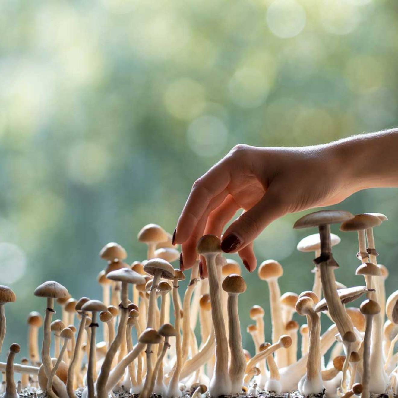Psilocybin as therapy A hand reaches out toward a stand of small mushrooms