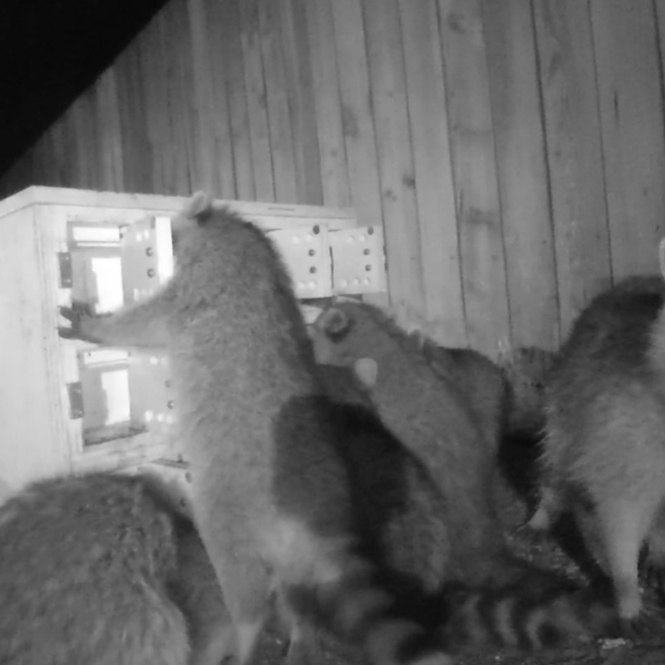 Black and white wildlife cam footage of several raccoons one facing the camera the others breaking into a complicated cabinet