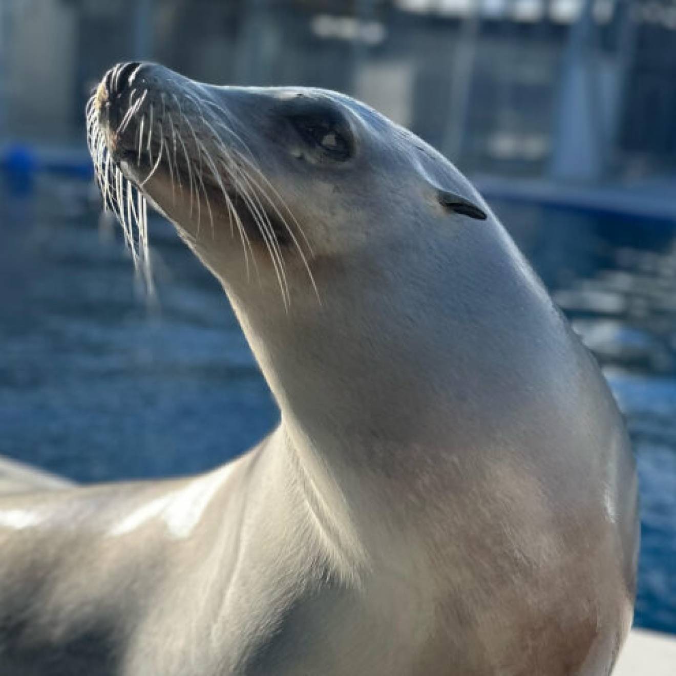 Ronan A sea lion named Ronan holds up his head as if proudly on a deck in front of a pool