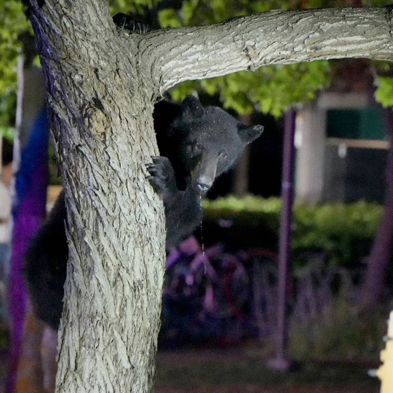 Bear on campus A young bear holds onto a tree trunk on campus at night, a person out of focus behind him