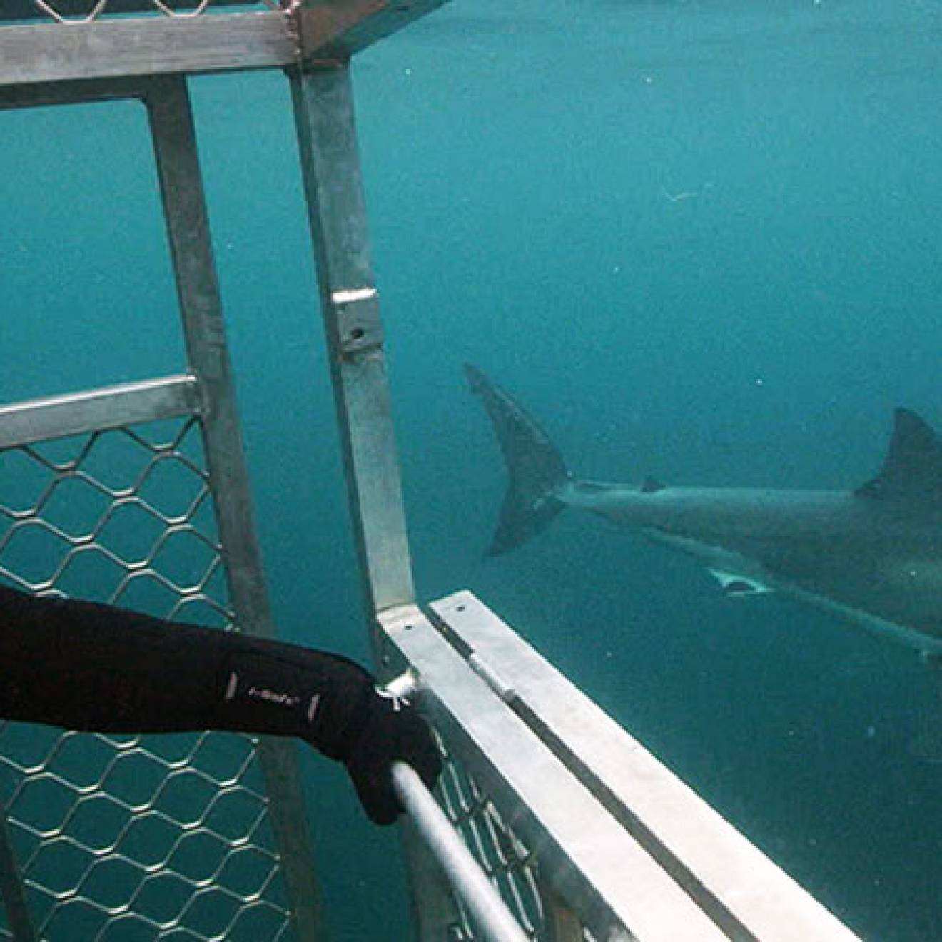 Diver in shark cage as a shark goes by in a gloomy blue sea