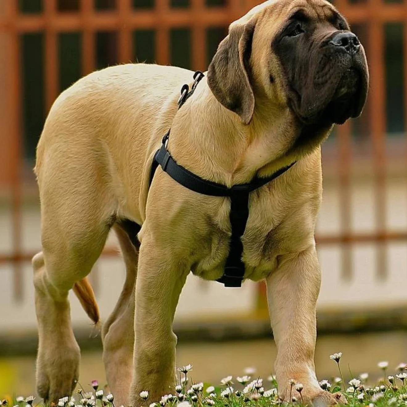 A mastiff-type puppy in a harness looks up