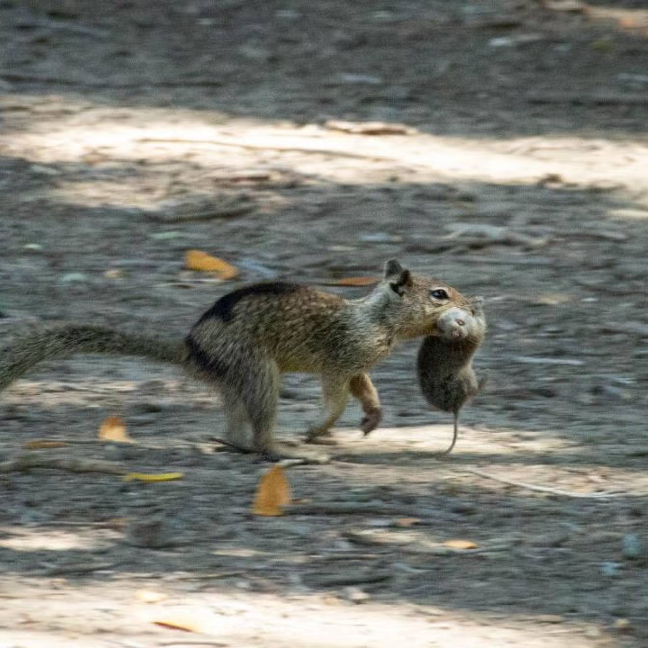 A California ground squirrel in Contra Costa County runs with a vole it hunted in its mouth