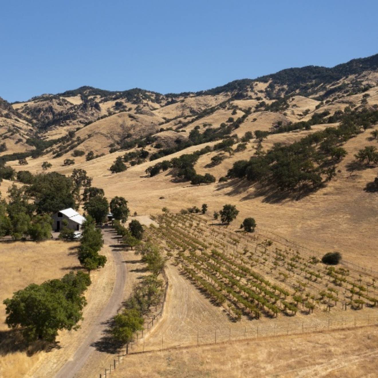 A view of a dry, yellow valley with a little grove