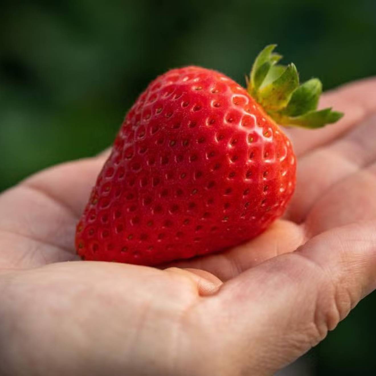 Disease-resistant strawberry varieties A strawberry held in someone's palm