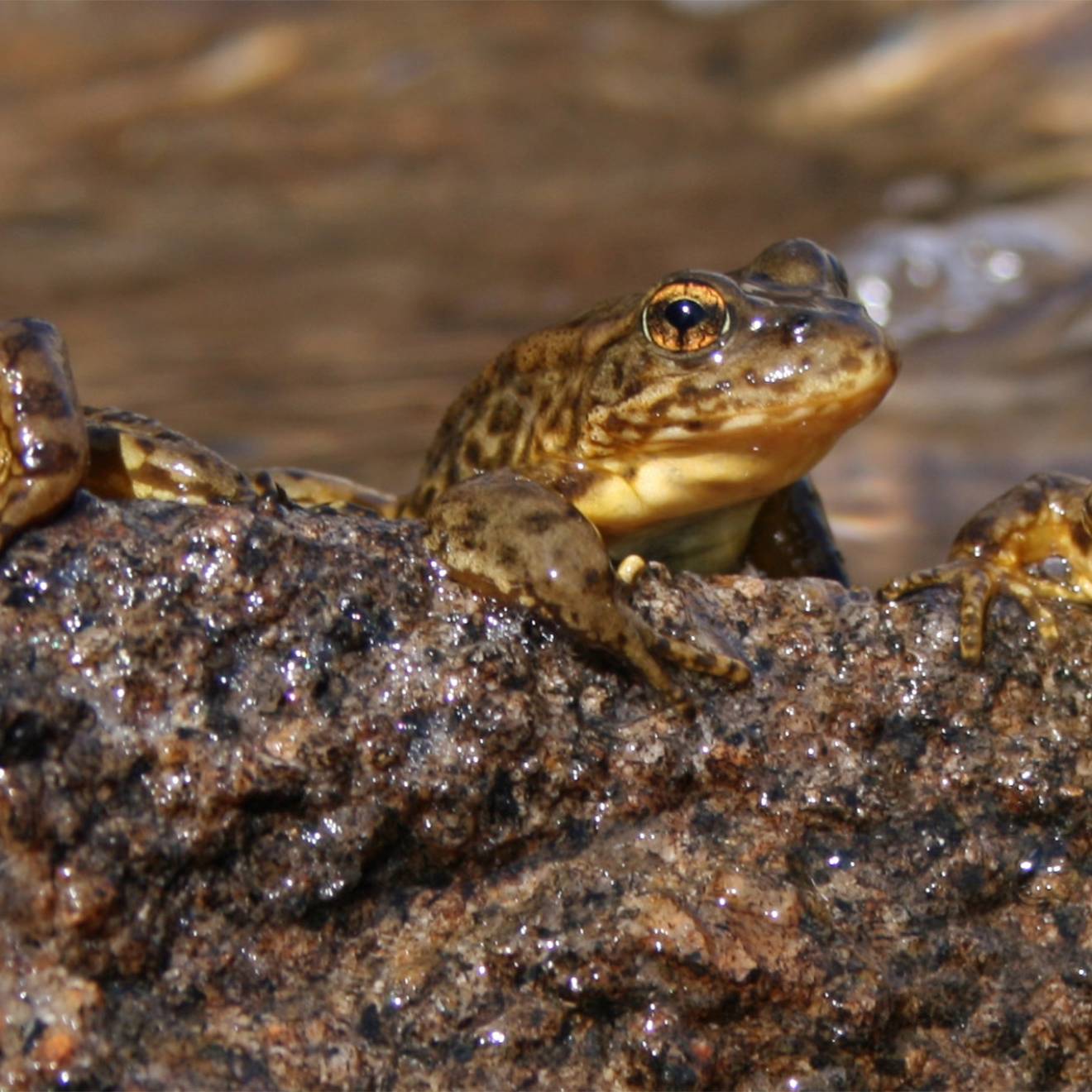 three frogs on a rock in a lake