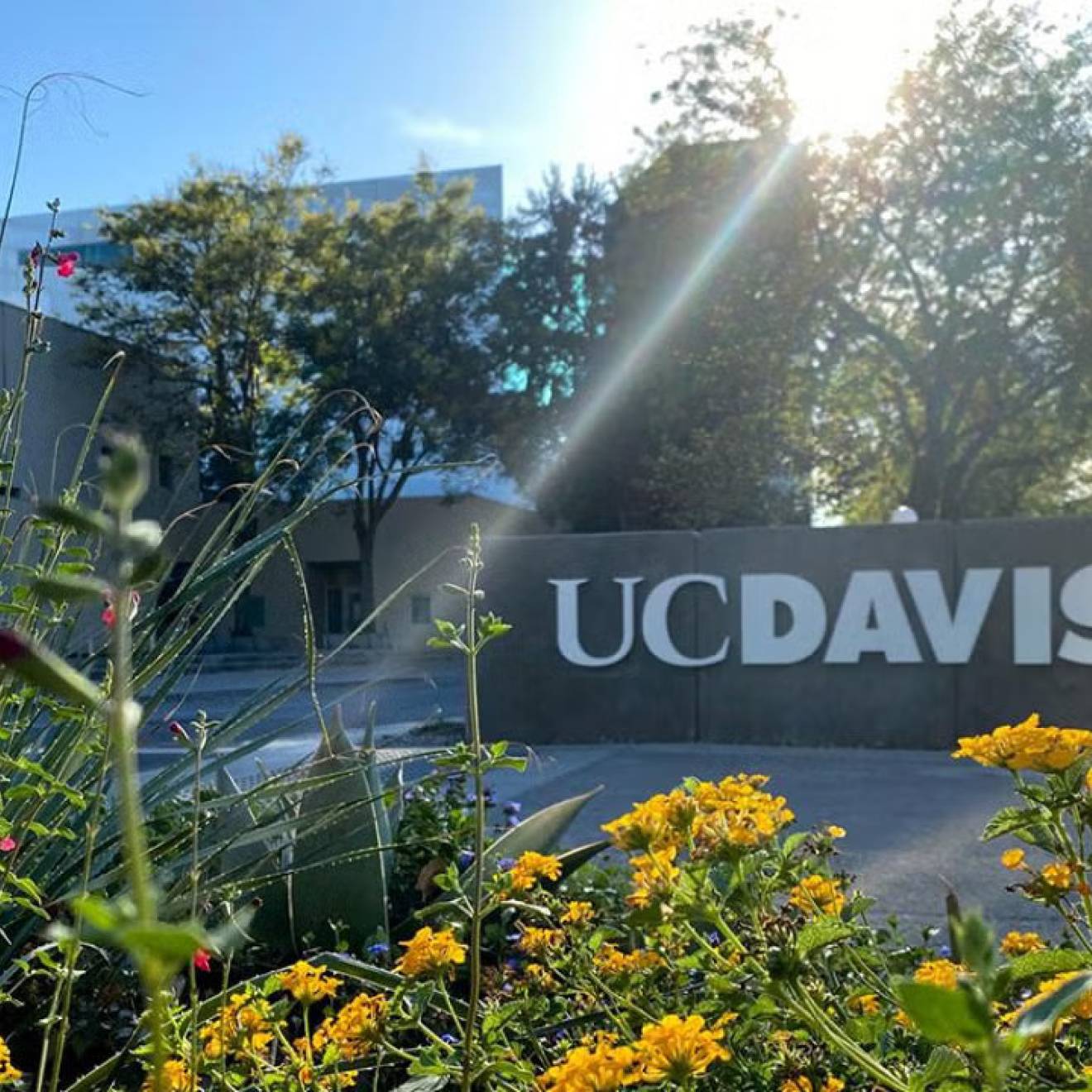 UC Davis sign on campus framed by flowers on a sunny day